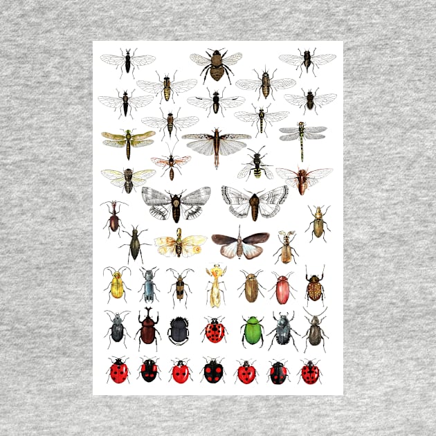 Entomology Illustrations by djrbennett